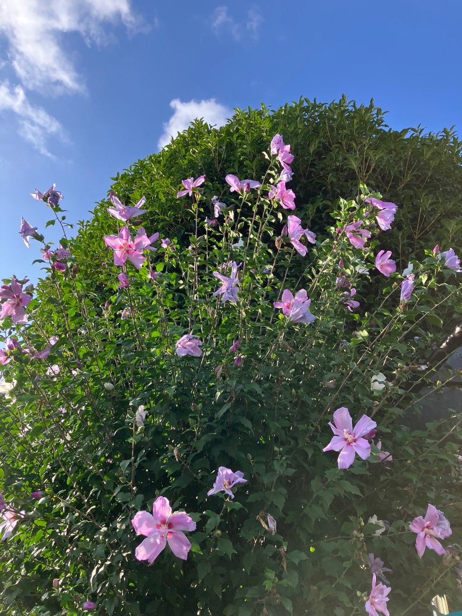 おはようございます
残暑きびし〰︎い💦💦

#イマソラ　#アサソラ　#mysky
#空と心は繋がっています
#TLを花でいっぱいにしよう