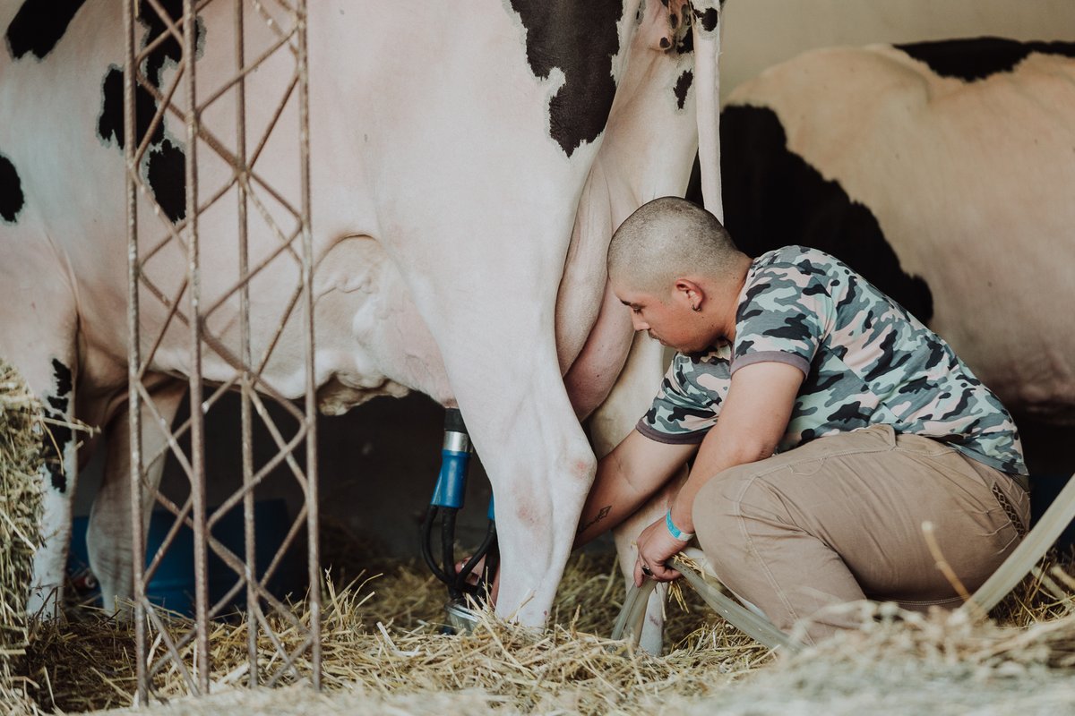 Cuatro vacas de tres cabañas compiten en el 104° Concurso de Vacas Lecheras
ruralrafaela.com.ar/cuatro-vacas-d…