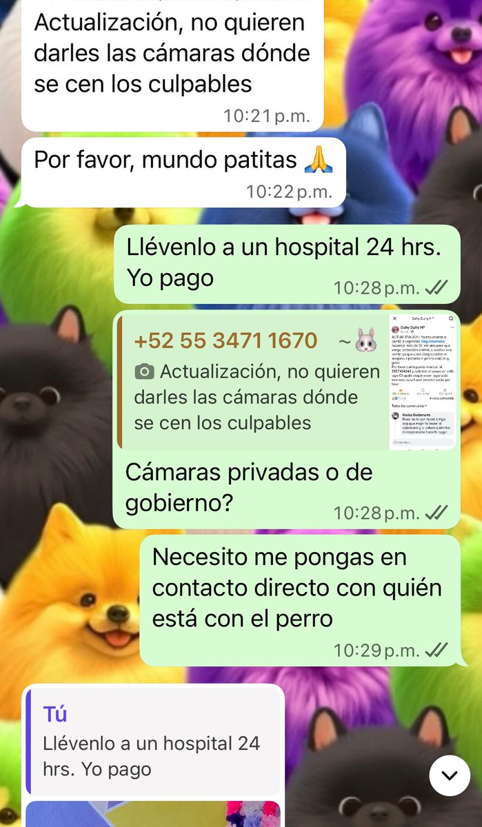 Nos pidieron ayuda anoche para un perro al que le habían colocado un petardo en el hocico, en Neza EdoMex. 

A la distancia, y por la urgencia, ofrecimos lo ingresaran en un hospital veterinario abierto 24 horas, y nosotros cubrir los gastos. 

No supimos más. Hoy nos enteramos