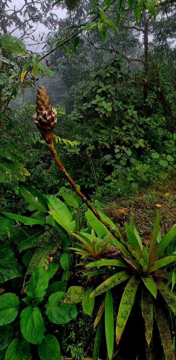 #Guzmania andreettae, otra joya botánica de los bosques del nor-occidente de #Quito, su presencia es un indicador de la excelente salud de este bosque, es polinizada por colibrís, una bromelia que debemos conocer y valorar.

#bromelias #airplants #landscaping #jardinería #plantas