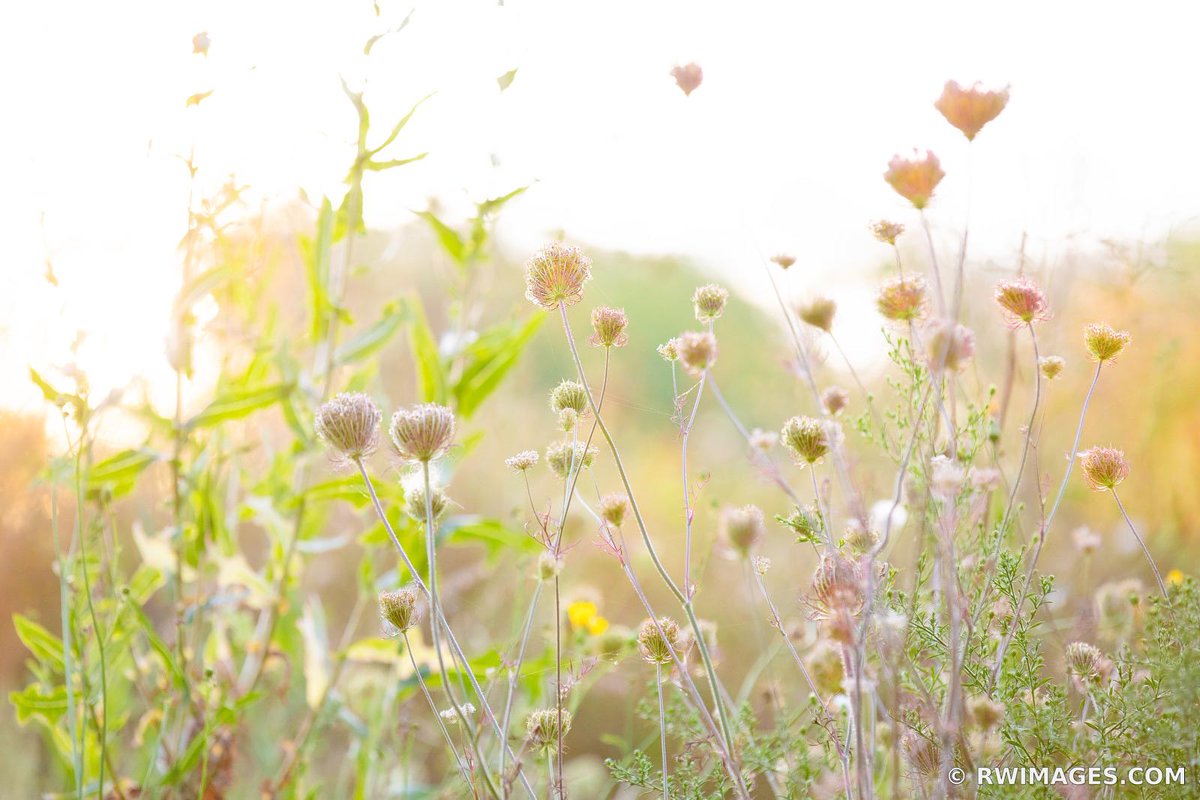 PRAIRIE WILDFLOWERS THE PRESERVE OF HIGHLAND PARK ILLINOIS NATURE MIDWESTERN PRAIRIE PLANTS BOTANICALS phot.dk/6gz/sQ