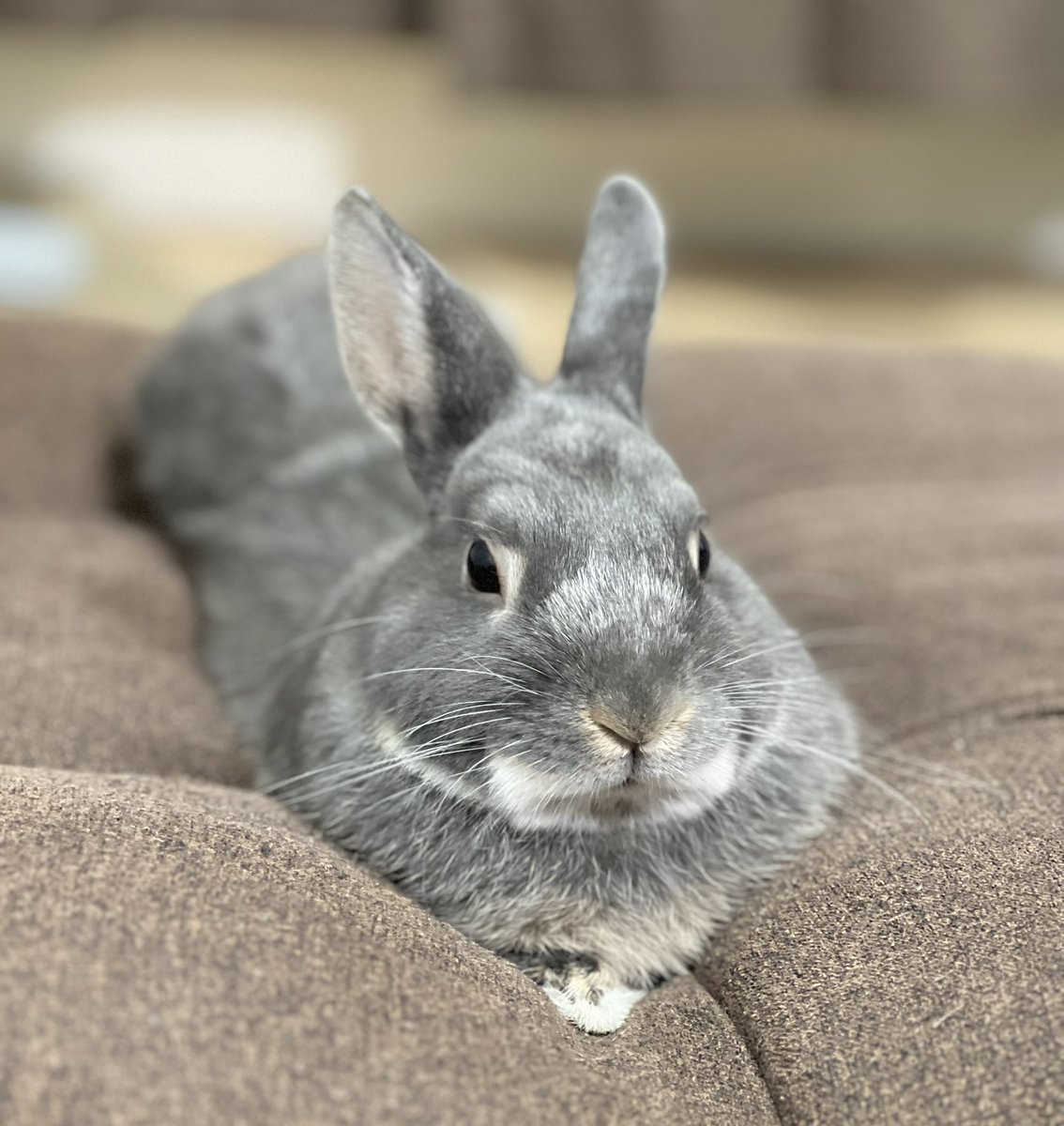 acala_rabbit's tweet image. ムッシュ ミョオー