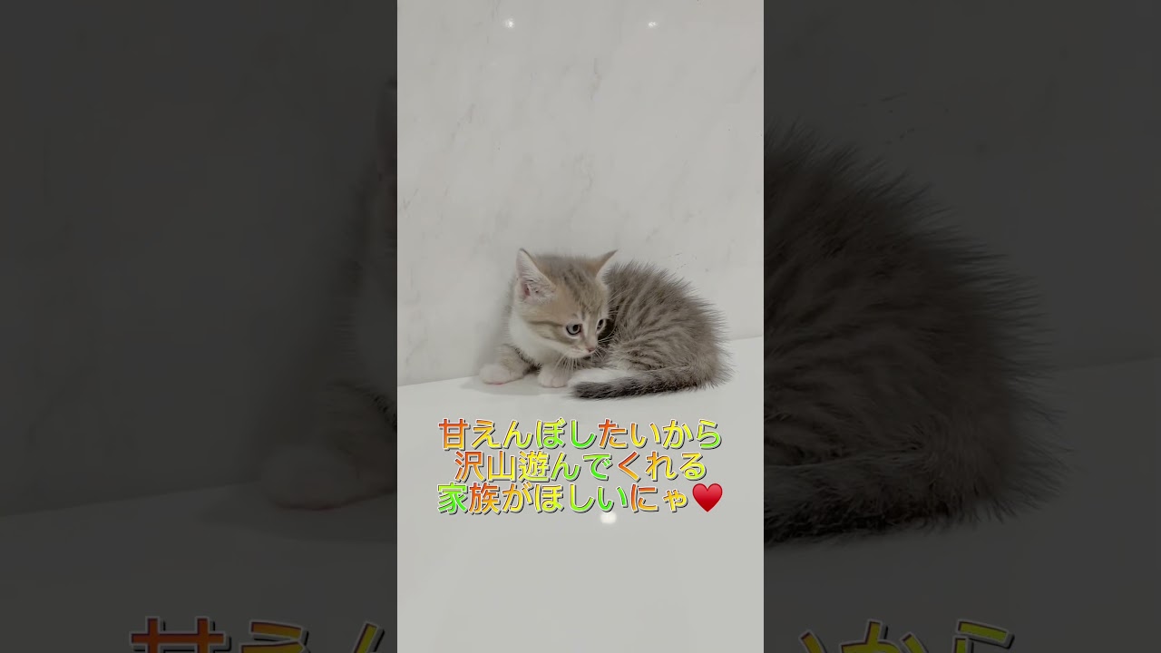 マンチカンです。 楽天市場】CONVERSE コンバース×漫☆画太郎/COMIC NIPPON MG HI