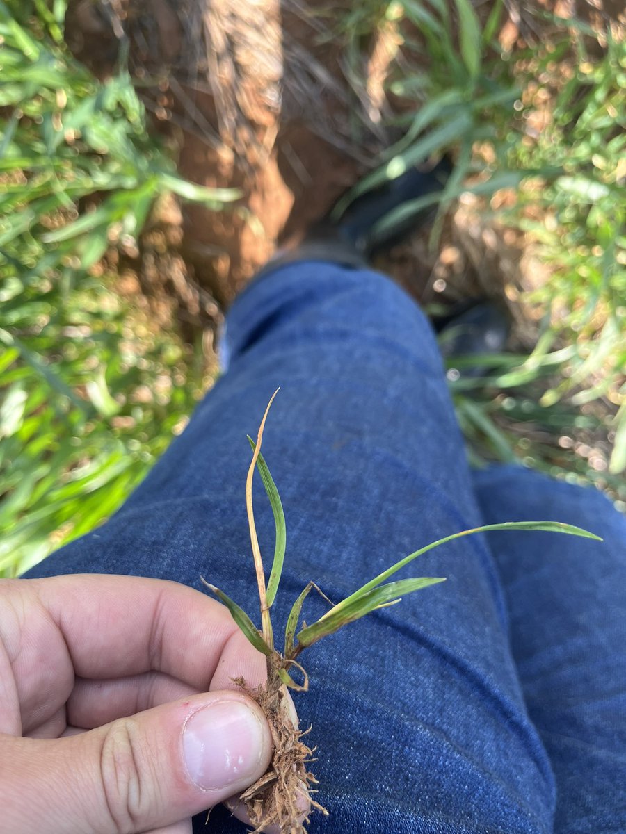 ConnorFuss's tweet image. Taking a step back in time today. Long term pasture with minimal chemical use, now set up for continuous cropping. Achieving excellent activity on ryegrass with Intervix. The question is how to prolong the activity for years to come…..