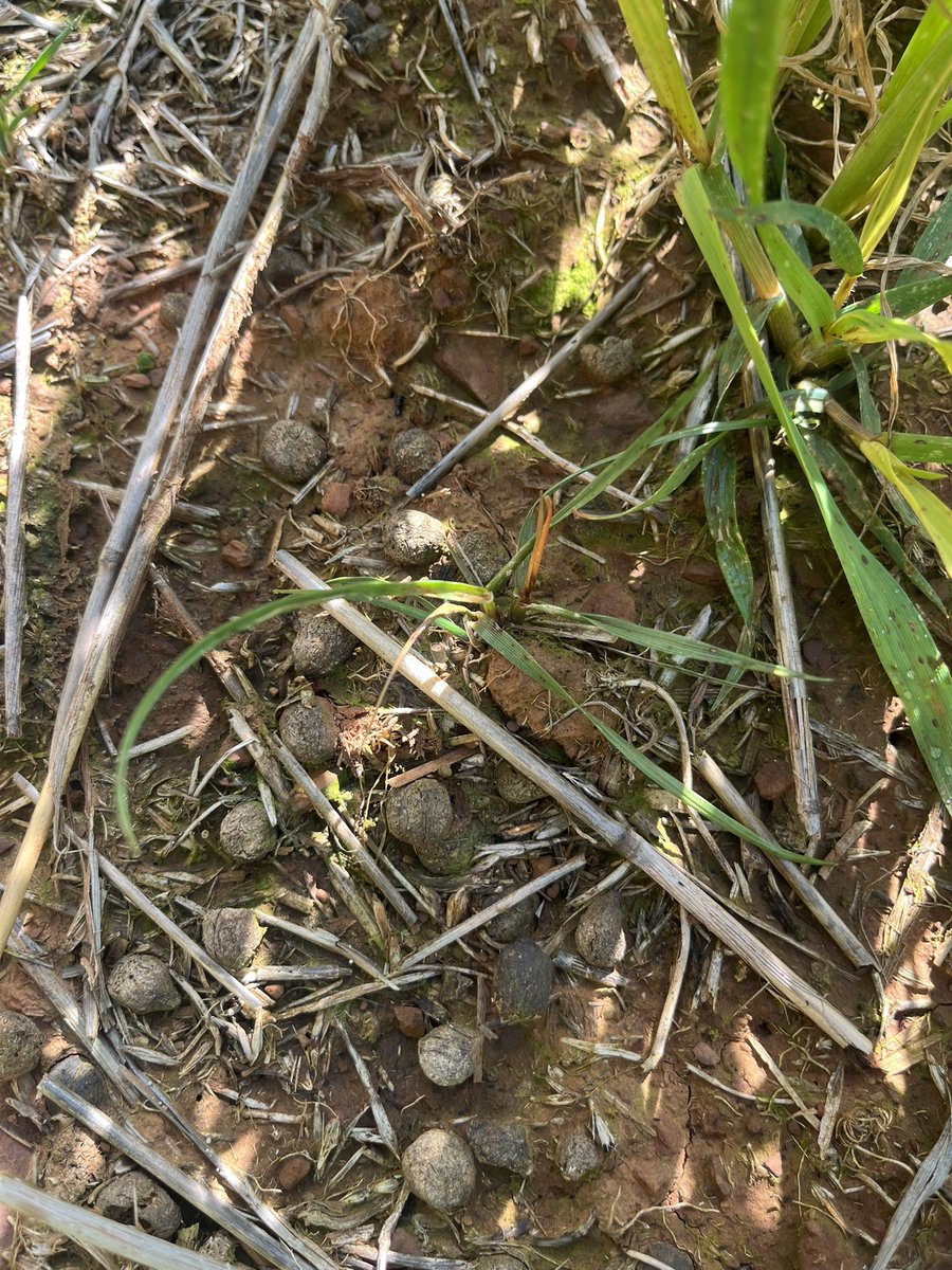 ConnorFuss's tweet image. Taking a step back in time today. Long term pasture with minimal chemical use, now set up for continuous cropping. Achieving excellent activity on ryegrass with Intervix. The question is how to prolong the activity for years to come…..