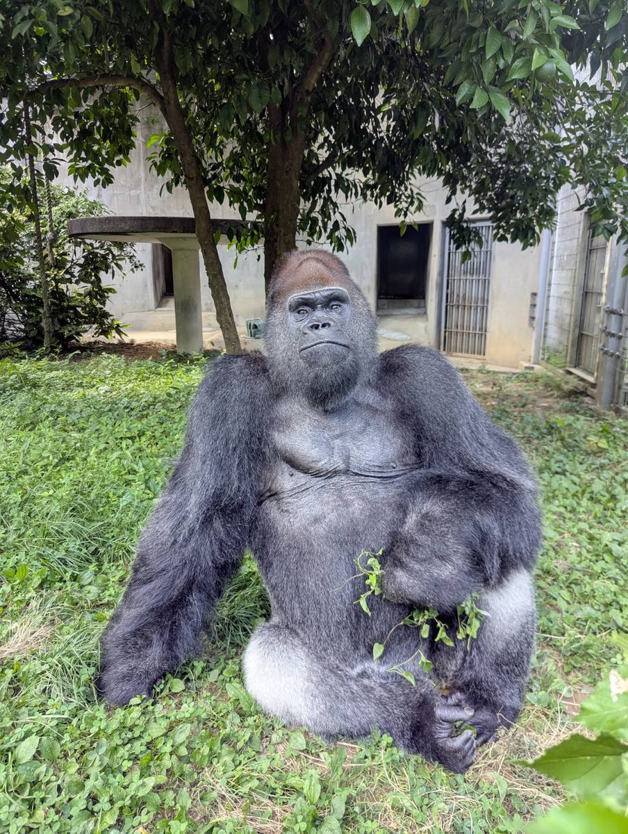 ゴリラ店長 ゴリラ着ぐるみ 【GORILLA HALL マスコットキャラクター（店長