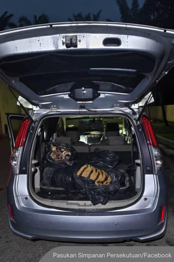 NewsBFM's tweet photo. Three men were arrested after police discovered a tiger carcass in a Perodua Alza in Felda Tenggaroh near Mersing, following a public tip-off.

The tiger, considered a national treasure, had severe trap injuries and six gunshot wounds to the head.

🧵1 https://t.co/K43NEYvvOL