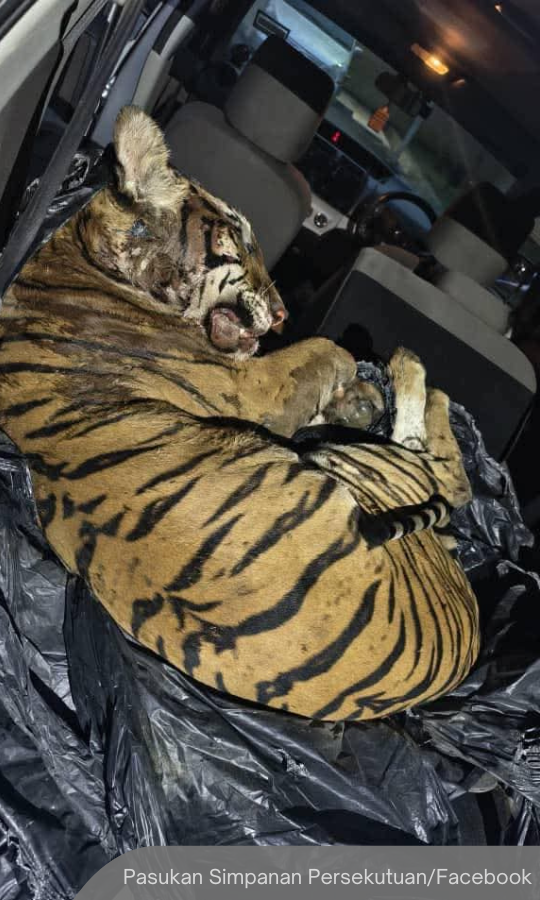 NewsBFM's tweet photo. Three men were arrested after police discovered a tiger carcass in a Perodua Alza in Felda Tenggaroh near Mersing, following a public tip-off.

The tiger, considered a national treasure, had severe trap injuries and six gunshot wounds to the head.

🧵1 https://t.co/K43NEYvvOL