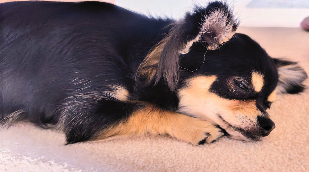 ใใใ๐ Ringo the Chihuahua (@ringo_lcc) on Twitter photo ๆฐใฅใใฐ9ๆใๅใฐใ้ใใฆใใพใใใใพใ ใพใ ๆใใงใใญ๐ซ 
ใใใชๆ่ฟใฎใใใ๐ใฏใใชใใจใใใใจใๅฏๆนใ่ฆใใพใใ๐
ใๆใ
ใๆทปใใฆใๆฐๆใกใใใใใซใใใใ๐ค
ๆฒขๅฑฑๅฏใฆใๆฒขๅฑฑ้ฃในใฆใๆถผใใใชใฃใใๆฒขๅฑฑ้ใผใใญ๐ ๆฐใฅใใฐ9ๆใๅใฐใ้ใใฆใใพใใใใพใ ใพใ ๆใใงใใญ๐ซ 
ใใใชๆ่ฟใฎใใใ๐ใฏใใชใใจใใใใจใๅฏๆนใ่ฆใใพใใ๐
ใๆใ
ใๆทปใใฆใๆฐๆใกใใใใใซใใใใ๐ค
ๆฒขๅฑฑๅฏใฆใๆฒขๅฑฑ้ฃในใฆใๆถผใใใชใฃใใๆฒขๅฑฑ้ใผใใญ๐