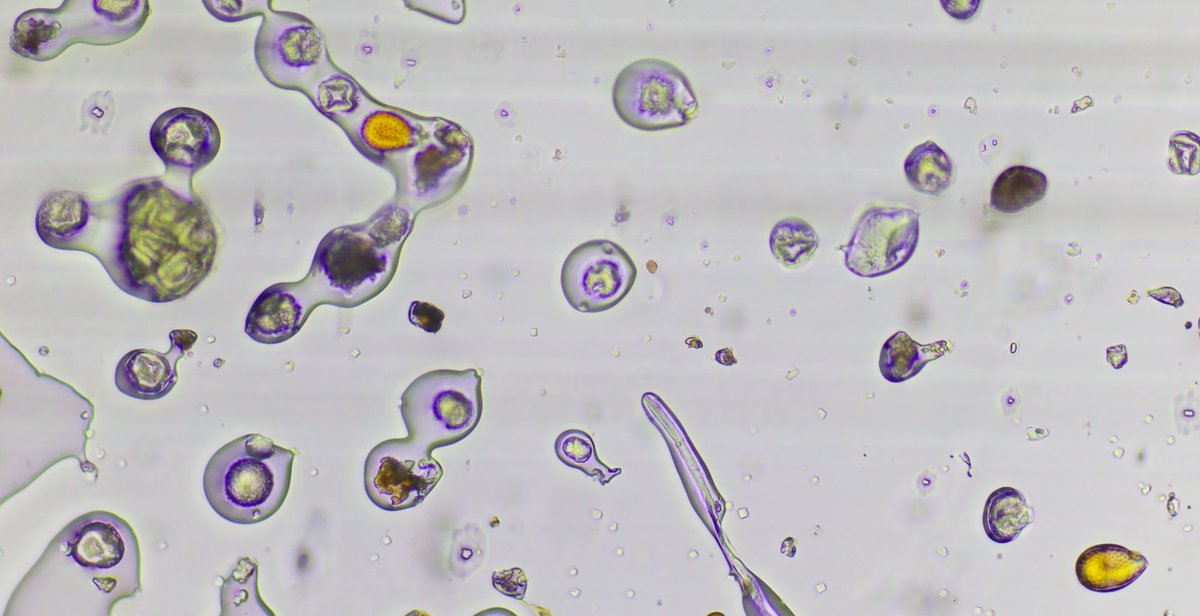 BioScout tweet media