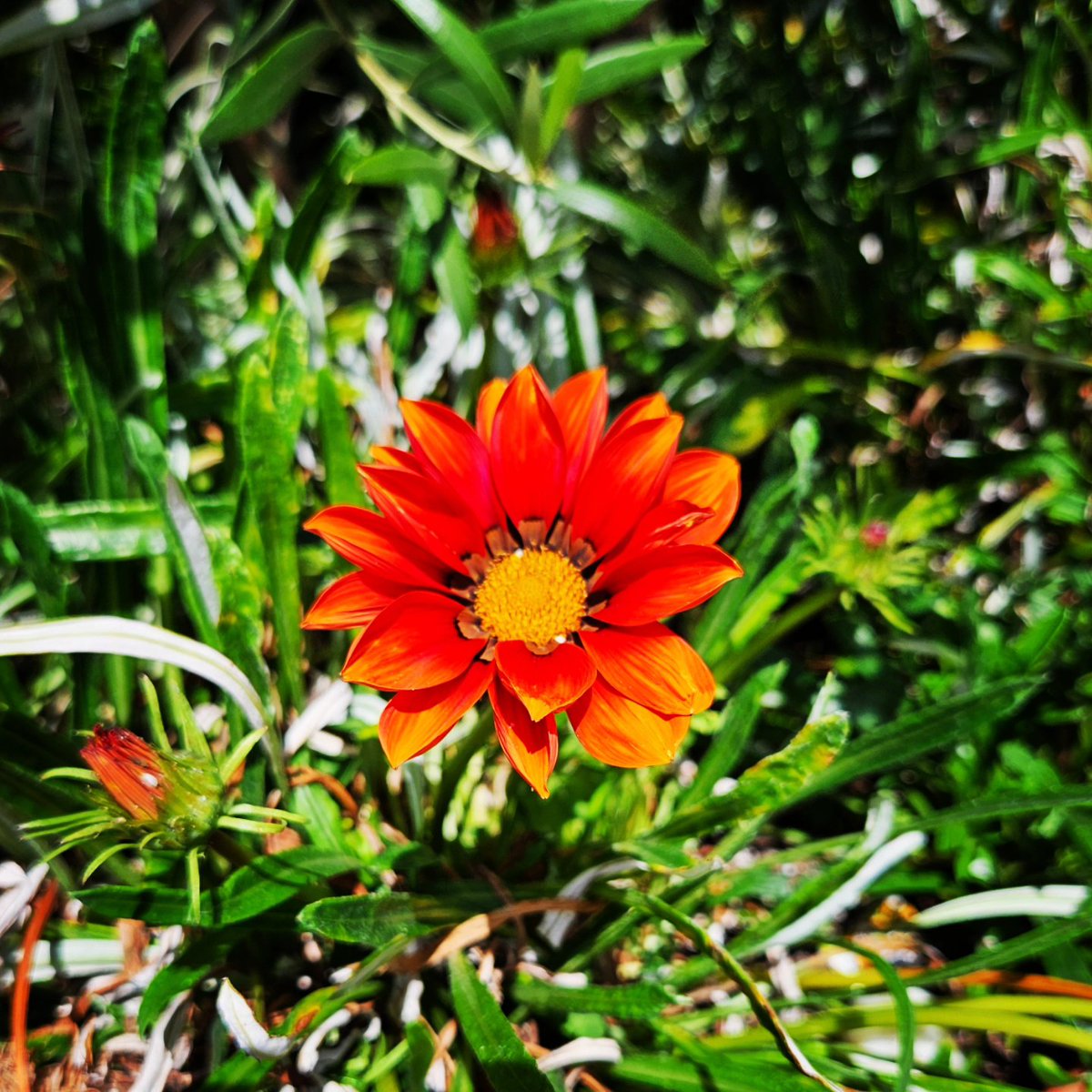 Pelaez2025's tweet photo. Evening's beauty! π£
#Grateful #exploring #nature #optoutside #joyful #happyinside #scaredycat #summer #sharingaworld #Blooming https://t.co/G8jcQXBUty