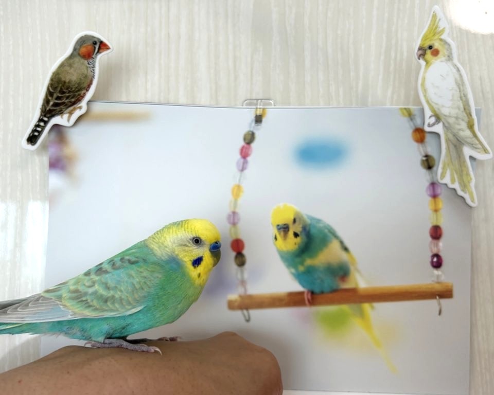 今日の「カバー小鳥」はポポちゃん（セキセイインコ）です。お友だちいっぱいでにぎやか✨あれ？ あのかわい子ちゃんはだあれ？  
#セキセイインコ 
kotoribu.com