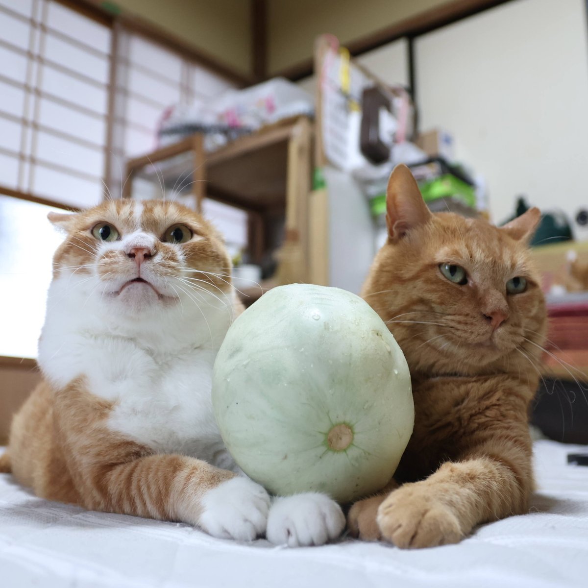 のせ猫 のせ猫 x みかんピラミッド Mandarin orange pyramid - YouTube