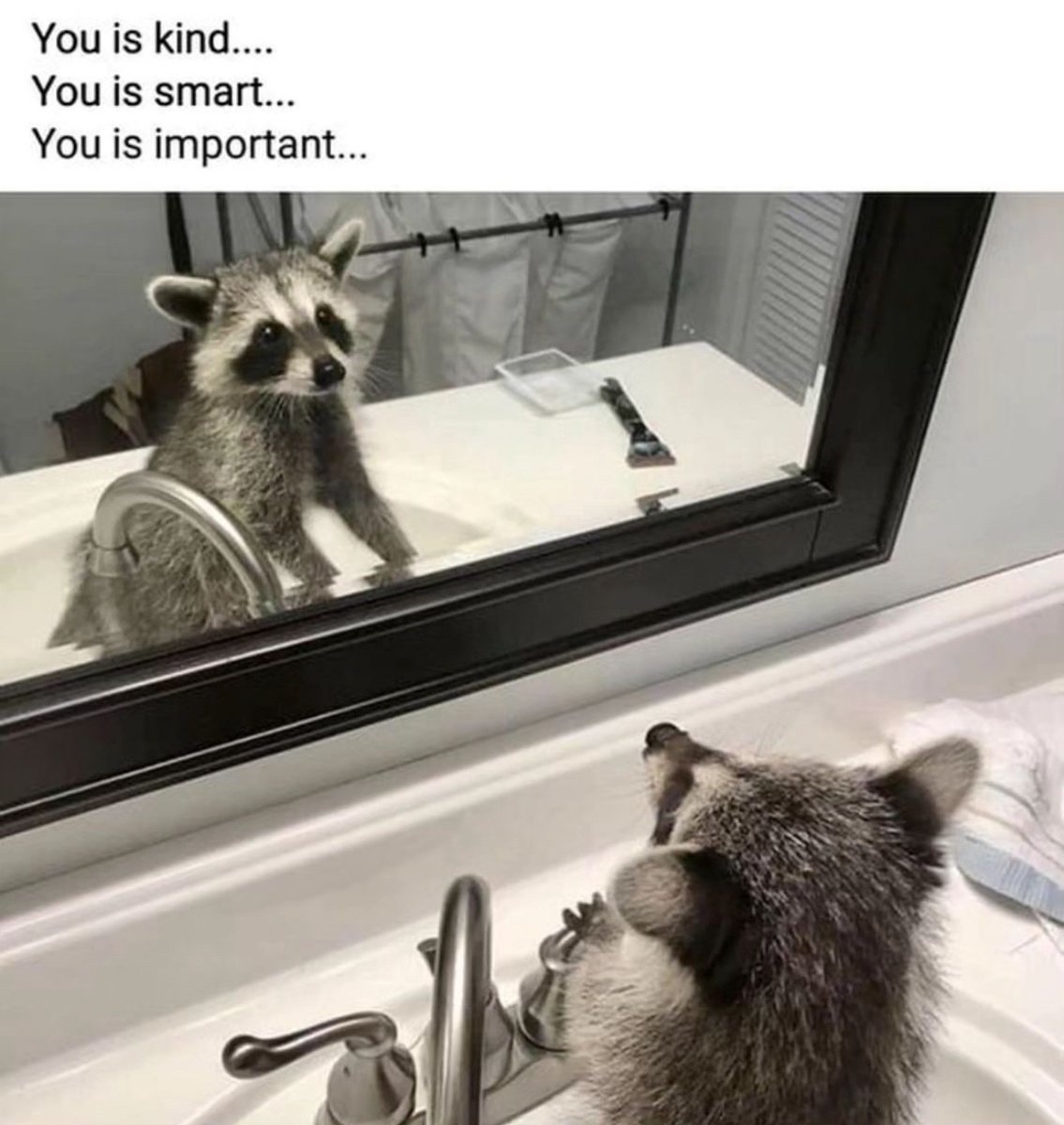 raccoonesthetic's tweet image. 