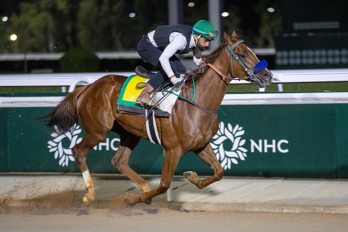 Top contenders pictured in preparation for Friday's Taif Cup (for 3YO Colts &amp; Geldings) Sponsored by NHC:

▫️ MHALLY
▫️ JAARIF
▫️ JEDDAH BEACH
▫️ SAYYAH

#TaifSeason #SaudiRacing