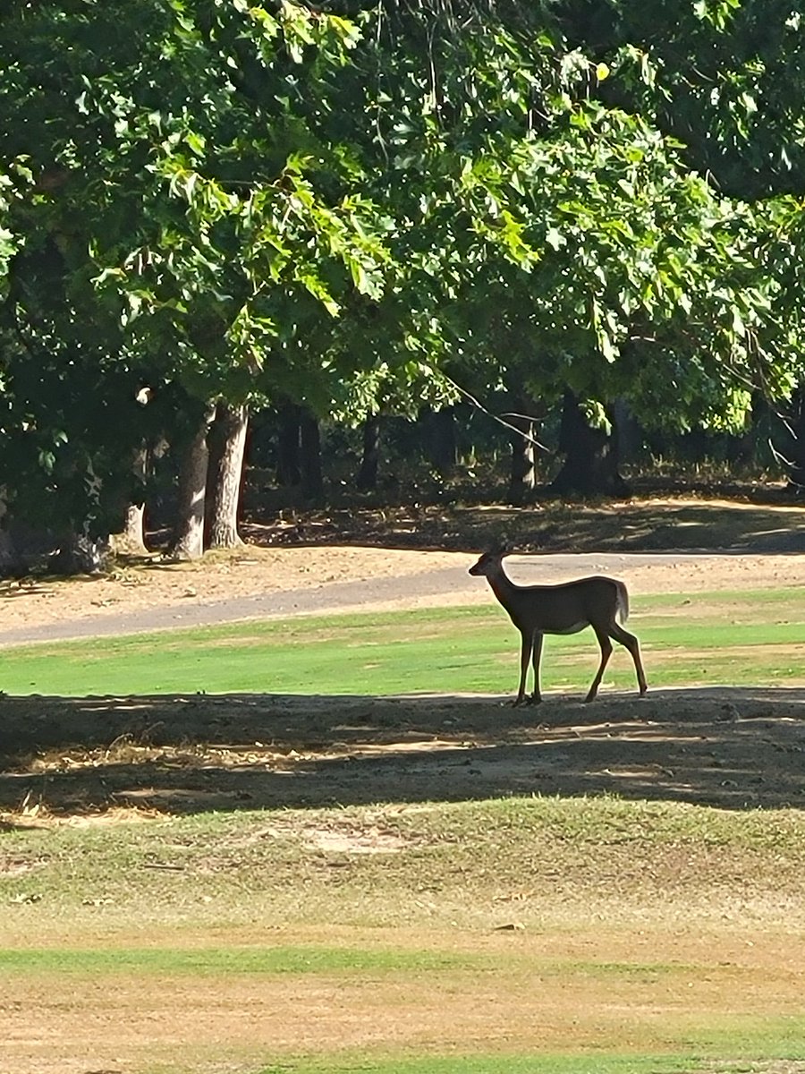 Meridian_Golf's tweet photo. Just a reminder!  Golf spectators are supposed to stay on the cart path. https://t.co/lGtiuQrc1i