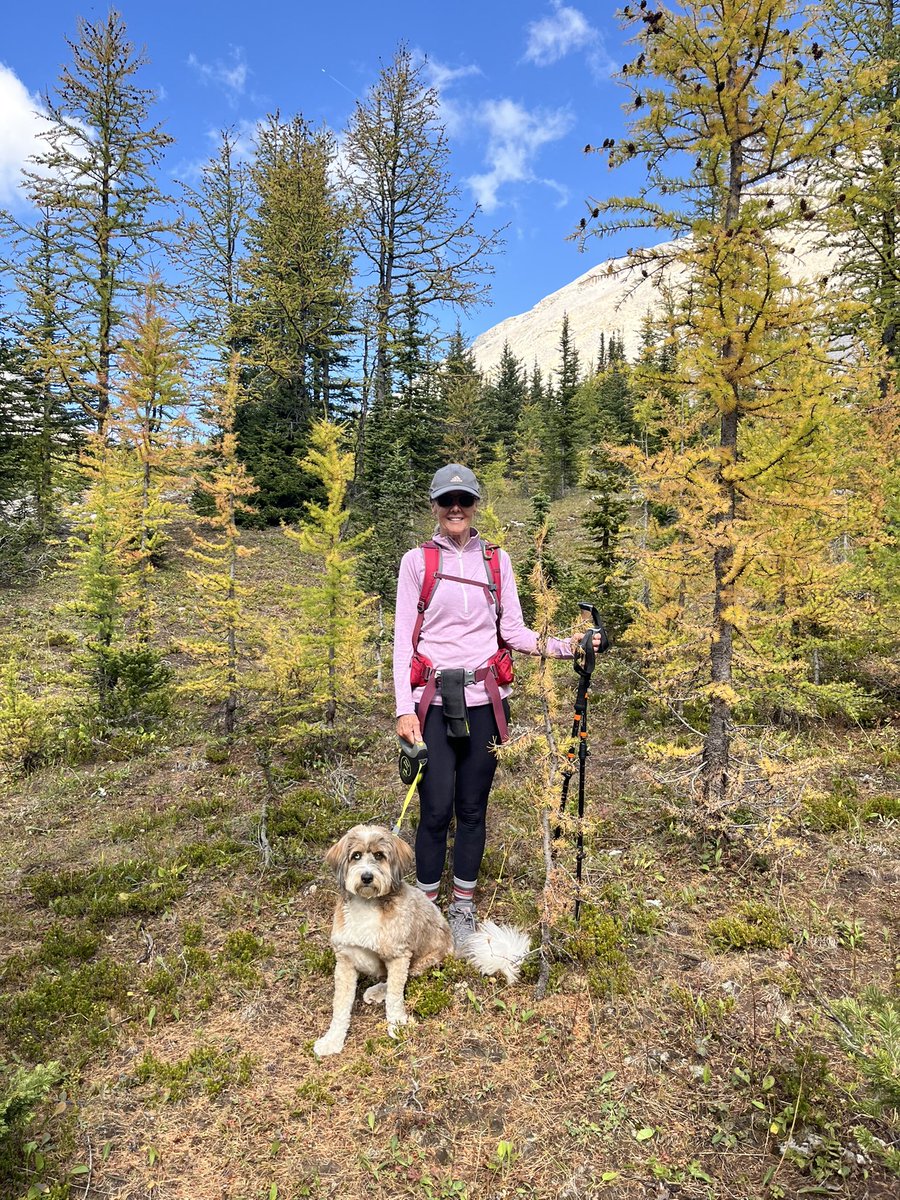 WendyWi59361539's tweet image. It’s that time of year. Larch madness. 
Getting out today before the masses descend in the next weeks to come. 
#KCountry#Picklestheaussiedoodle
