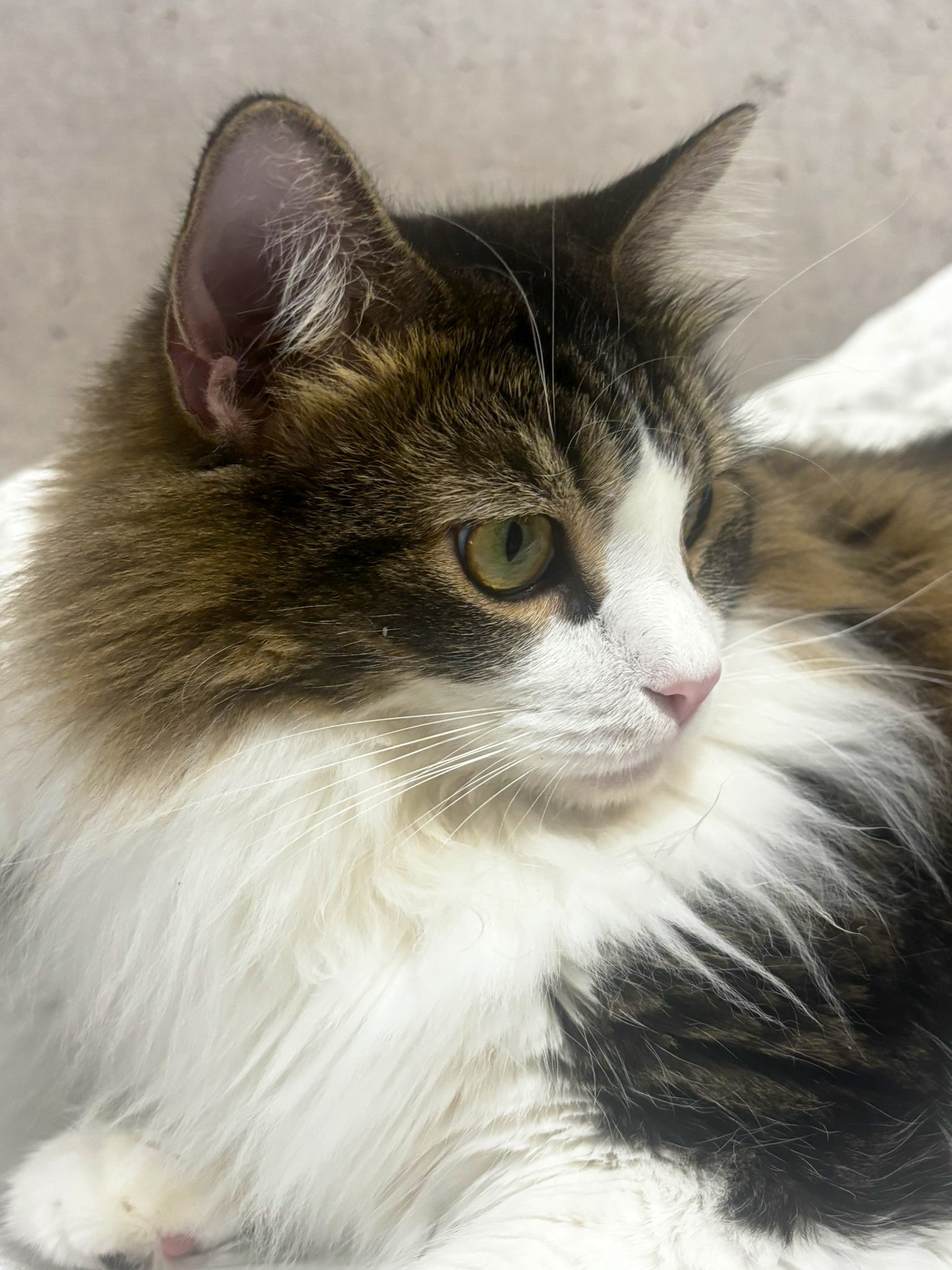しろねこ on X: 