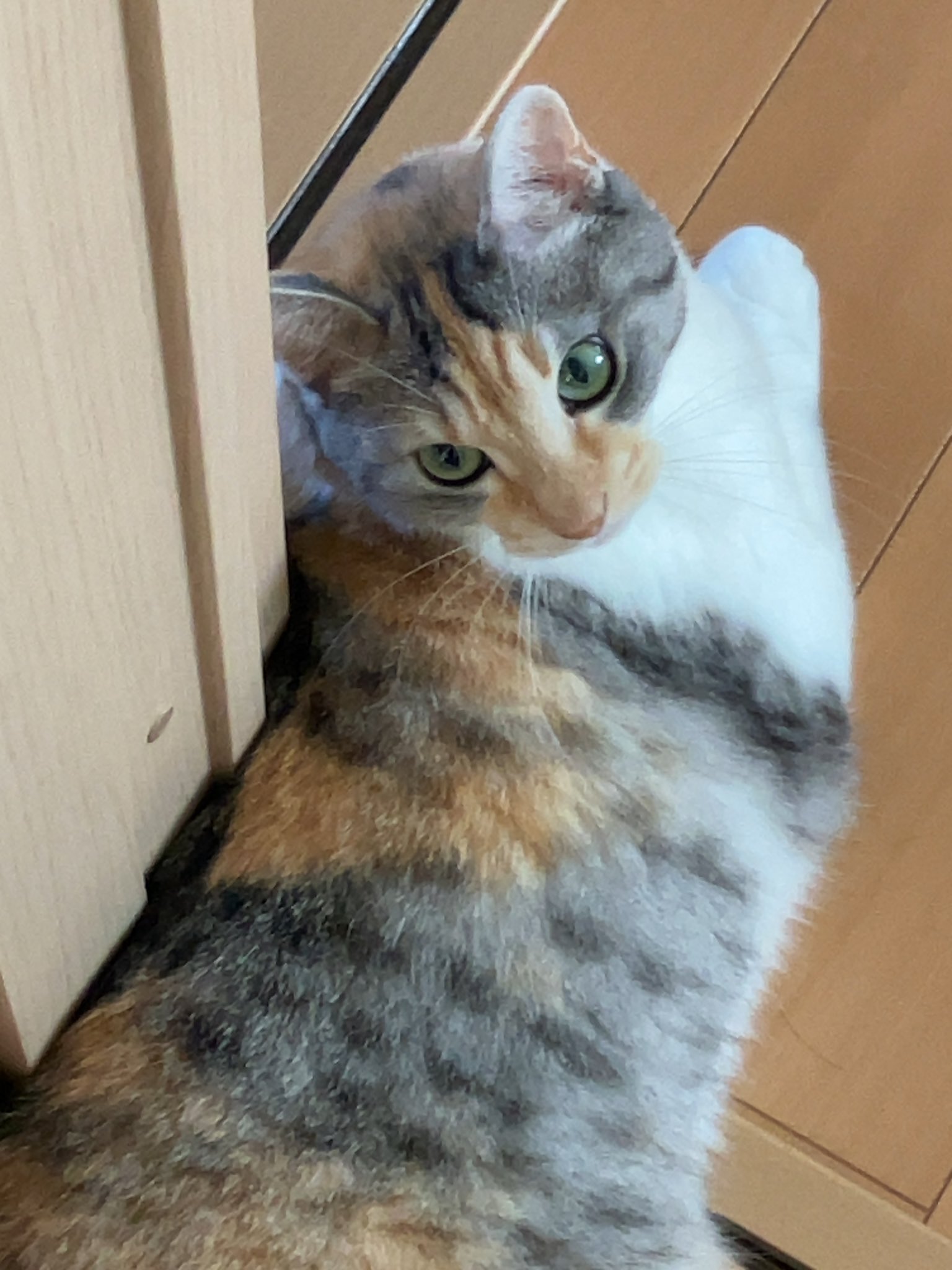 三毛猫♡ 三毛猫の後ろ姿