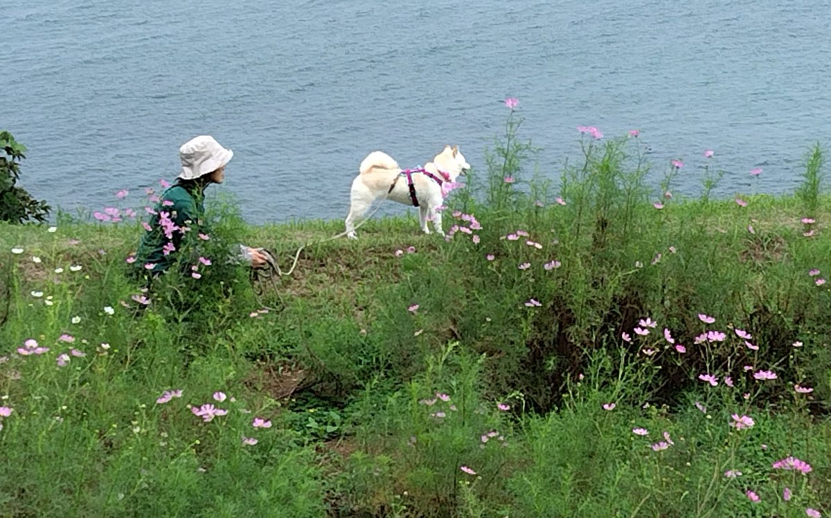 #佐渡見平コスモス畑　の常連さんの　#コムギ　さん　@shibako_527 が見に来てくれました😊 もう8歳だそうです！
#海とコスモス　#海が見えるコスモス畑 #コスモス