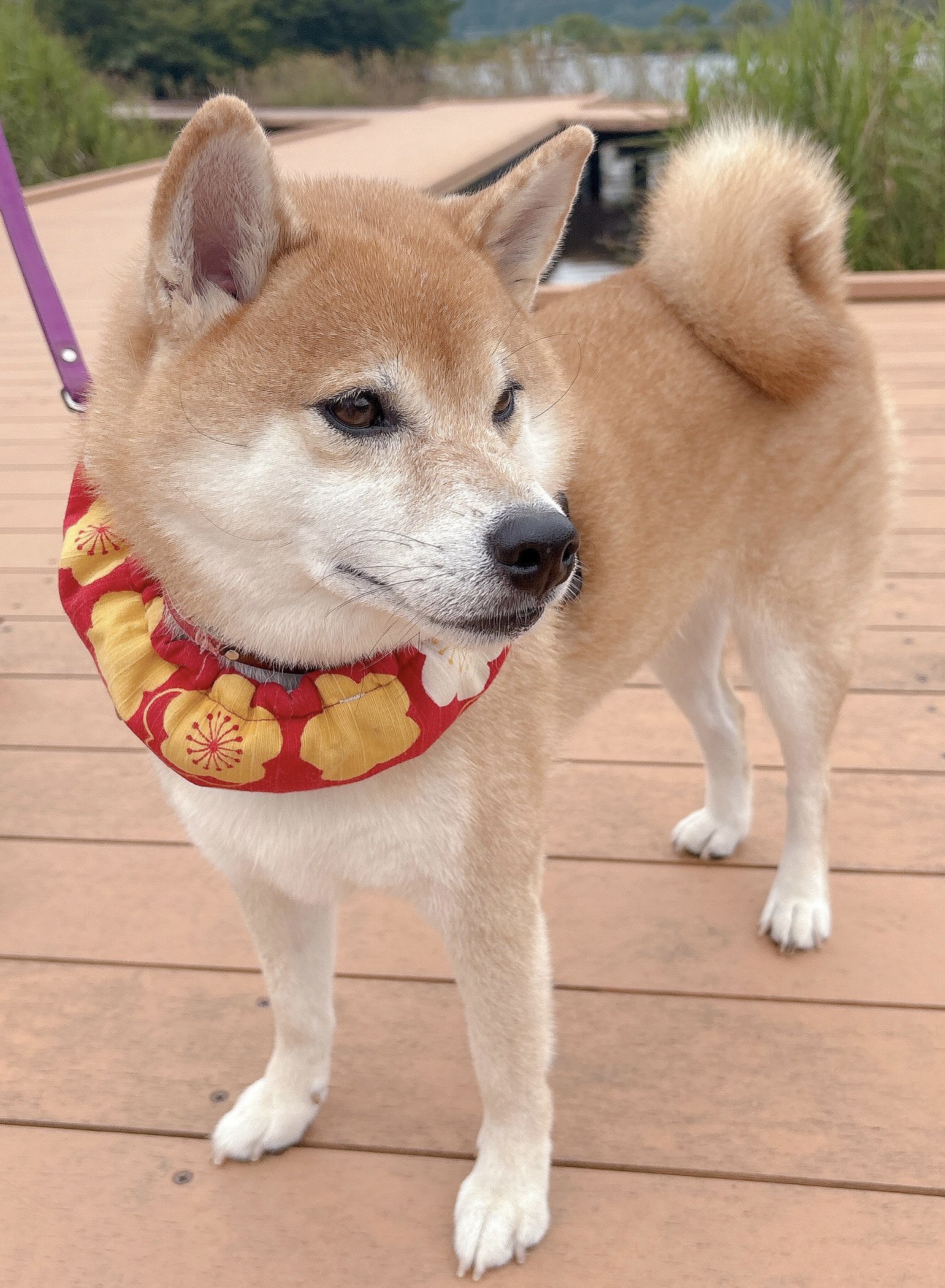 柴犬むぎ 柴犬むぎ (@shiba_inu_mugi) / X