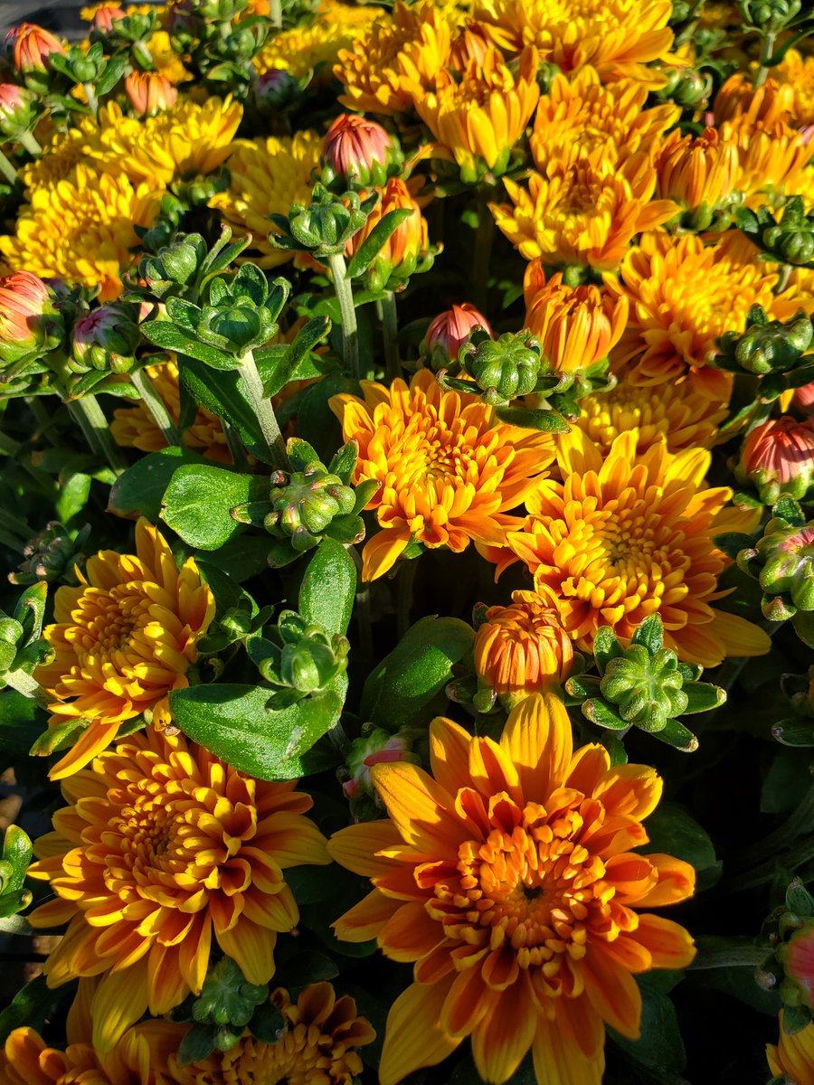 seanpeer3's tweet image. When Mum&apos;s beginning appearing, you know Fall is here!
Well, sorta..