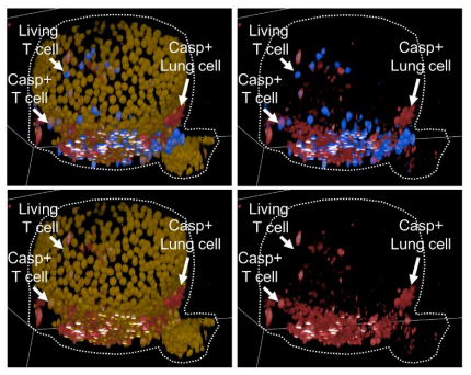 <a href="/biorxivpreprint/">bioRxiv</a> An autologous human iPSC-derived 3D organoid infection model for preclinical testing of antiviral T cells <a href="/ChariteBerlin/">Charité - Universitätsmedizin Berlin</a> 🇩🇪
biorxiv.org/content/10.110…