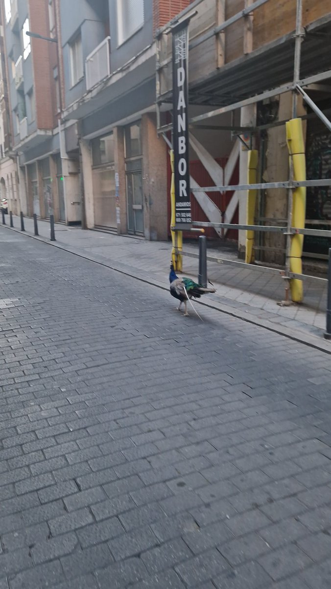 celiiuss's tweet photo. @PoliciaMV hay un Pavo Real por la Calle Perú que parece estar desorientado, metiendose en garajes y en medio de la carretera https://t.co/hETVsZkgQH