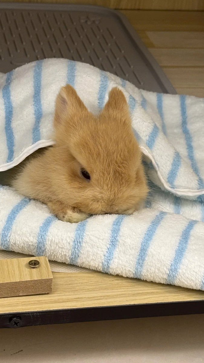 Why you should have a rabbit tweet media