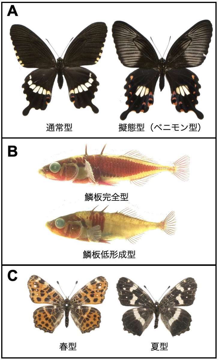 添付した写真のC（一番下、蝶のアカマダラ）の左、秋型ではなく春型でした。訂正します。