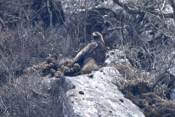 제주도 한라산에서 검독수리의 번식이 확인되다.
검독수리의 번식이 남한에서 확인된 건 1948년 이후 77년만의 일.
현재는 처음 발견된 둥지에서 이동했지만 번식지를 잘 바꾸지 않기에 내년에도 찾아올 가능성이 큼. 작년엔 어린 개체가 구조됨
물론 번식지가 잘 보존되야.
v.daum.net/v/202509171202…