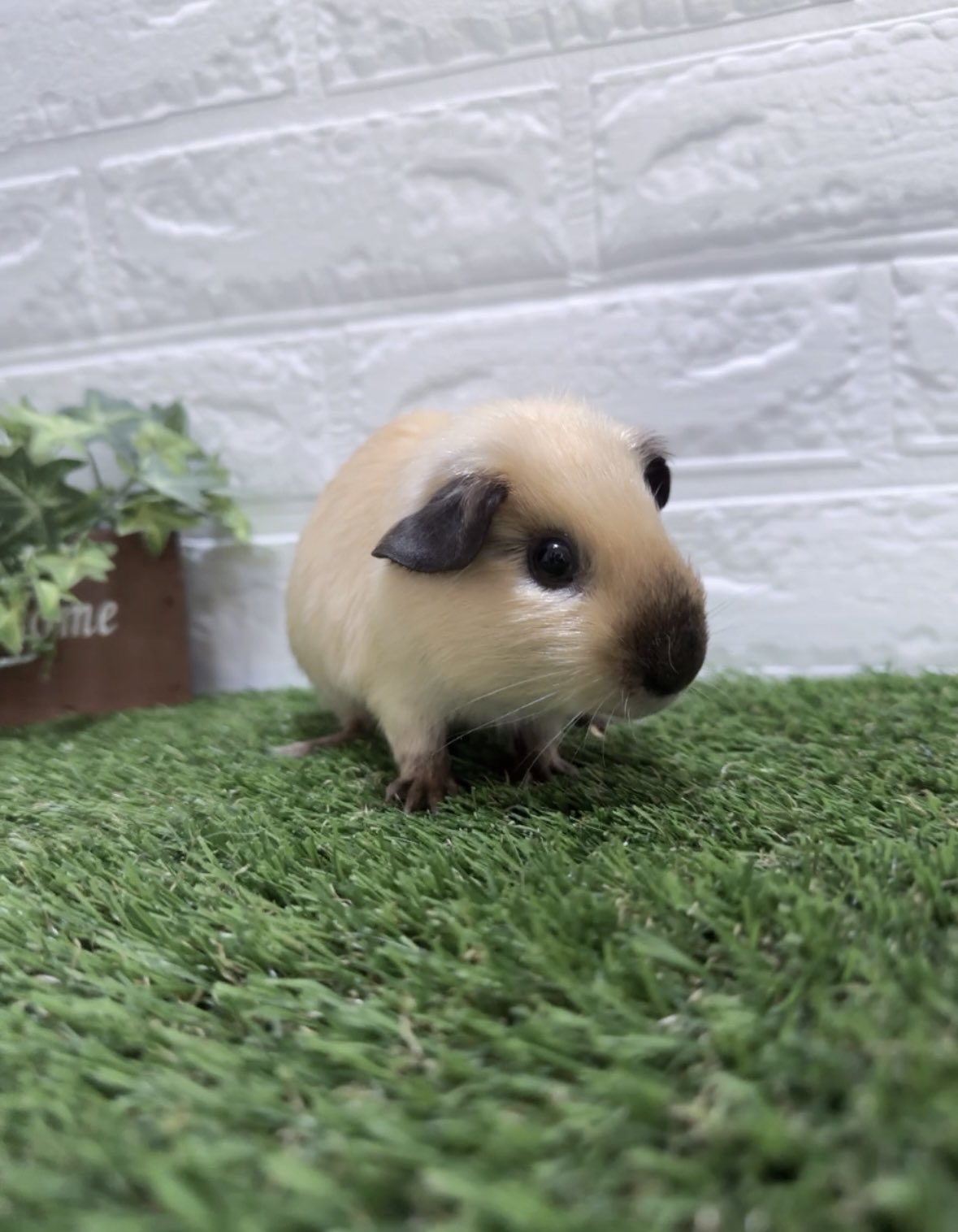 animal family coco (@animal_coco) / X