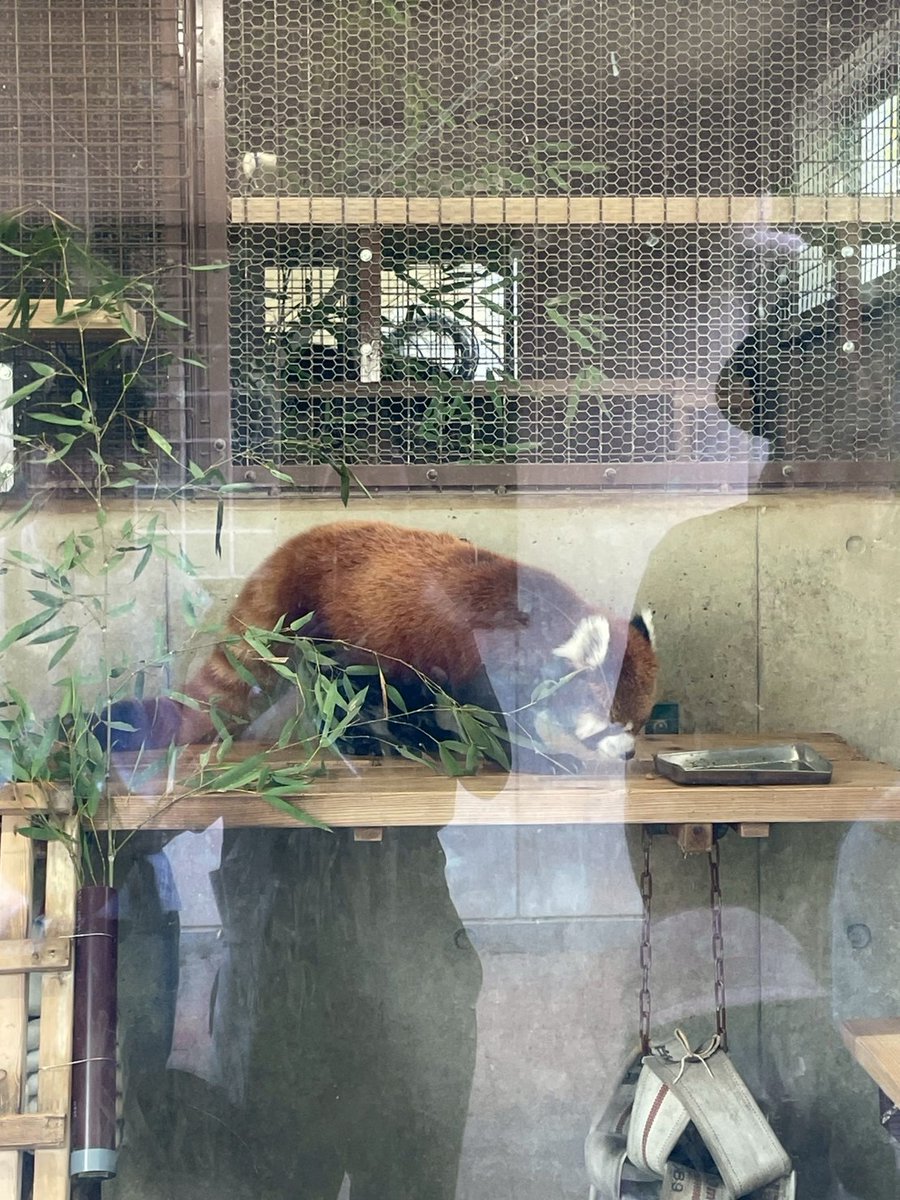 SUNCALL6's tweet photo. #京都市動物園 に行ってきました
連休でも結構空いていて
アクセスも良い穴場スポットです🧑🤝🧑
キリンやゾウなどは時間帯の問題か
皆おうちに入ってしまっていており少し残念でしたが
おサルやゴリラゾーンを楽しみました🐒
#シロテテナガザル の #シロマティ が近くに来てくれました📷 #京都 #suncall https://t.co/9DFesl3sKR