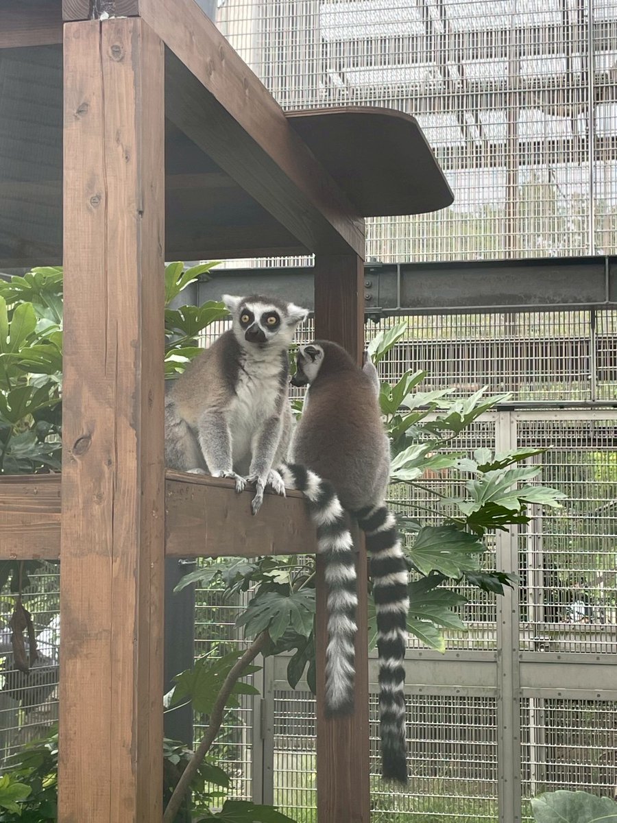 SUNCALL6's tweet photo. #京都市動物園 に行ってきました
連休でも結構空いていて
アクセスも良い穴場スポットです🧑🤝🧑
キリンやゾウなどは時間帯の問題か
皆おうちに入ってしまっていており少し残念でしたが
おサルやゴリラゾーンを楽しみました🐒
#シロテテナガザル の #シロマティ が近くに来てくれました📷 #京都 #suncall https://t.co/9DFesl3sKR