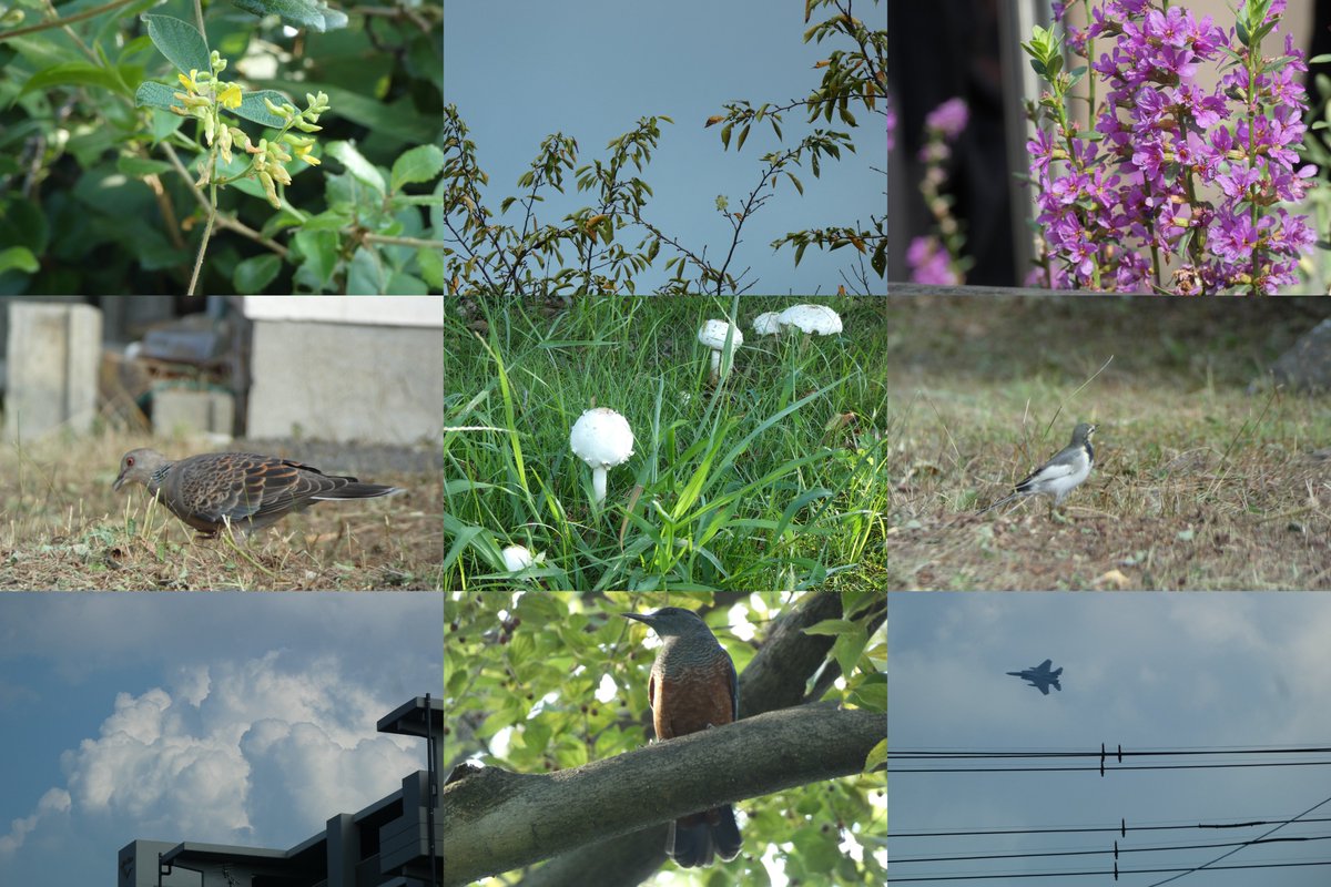 タンキリマメの花、弱る桜の葉、ミソハギ、
草刈り後のキジバト、大きい茸、セキレイ、
雲、イソヒヨドリ（オス）、航空祭の練習。
#nu散歩