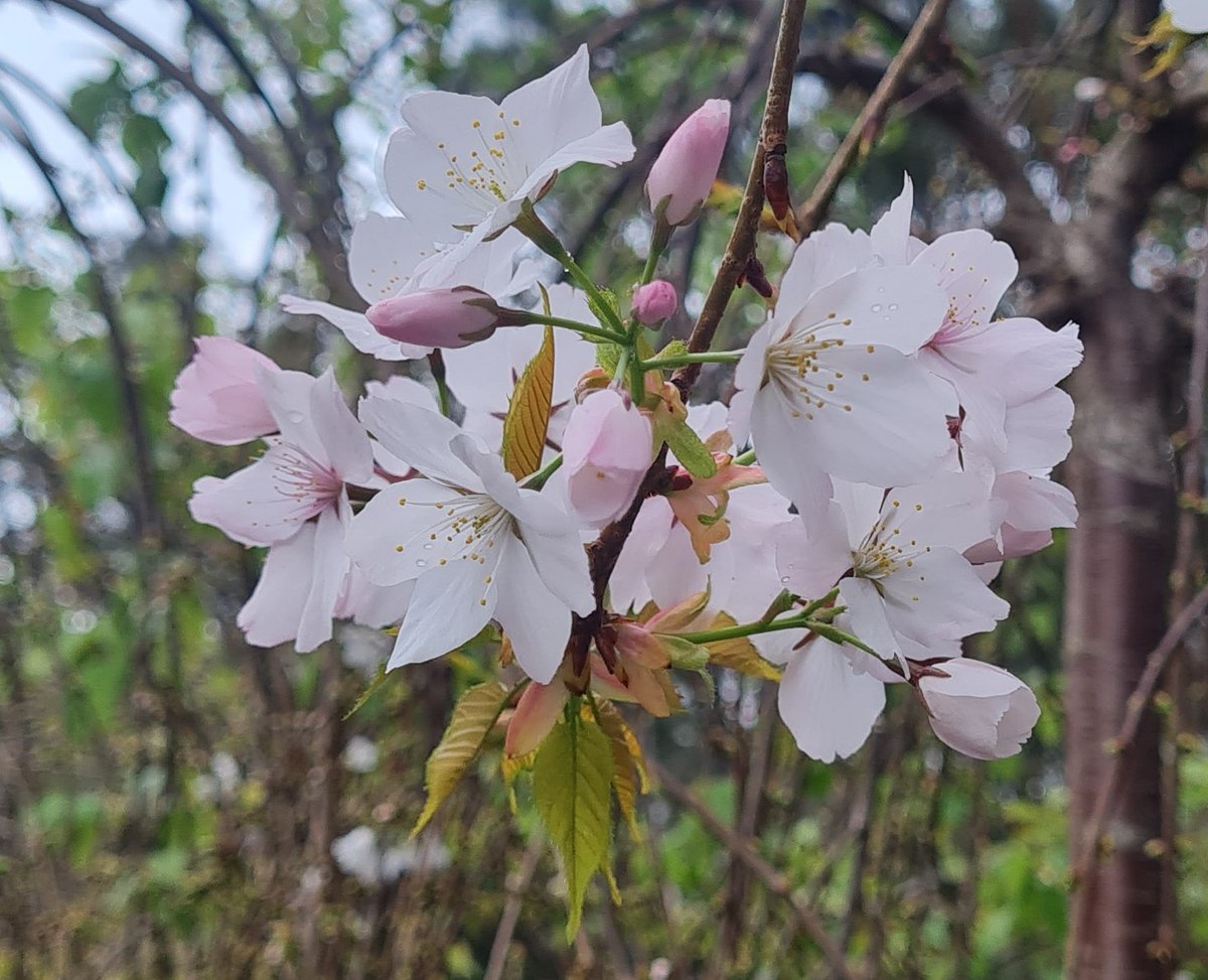 StuartWilliams_'s tweet photo. Flowers of weeping cherry cultivar
Prunus subhirtella 'Pendula Alba'
#Plantmark #Prunussubhirtella #springblossom https://t.co/MKjIfG2TQ3