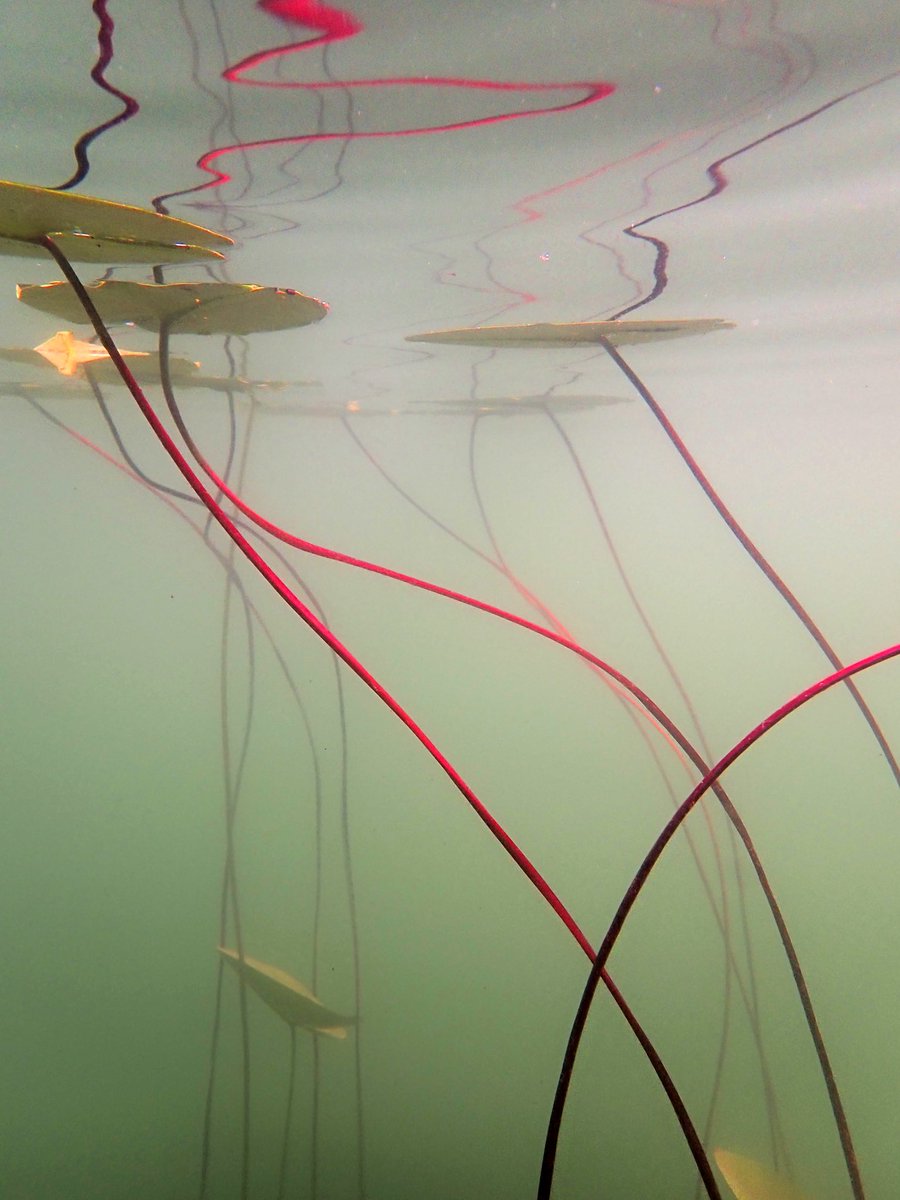 Blixxum (@christinejasch2) on Twitter photo 