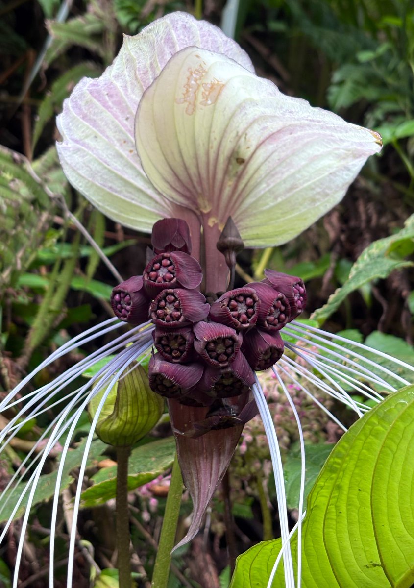 Ashutosh_05sn's tweet photo. Tacca integrifolia Ker Gawl.
White Bat Flower/ #BlackLily

A giant bizarre &amp; beautiful flower #Dioscoreaceae from tropical #rainforests of Eastern #Himalayas 

#Tacca #Flora #Batflower #Botany #FRLH #Biodiversity #hotspot #IamTaxonomist #PlantsofWorld #Flower #SRGCExpedition https://t.co/KFlsCWBiZP