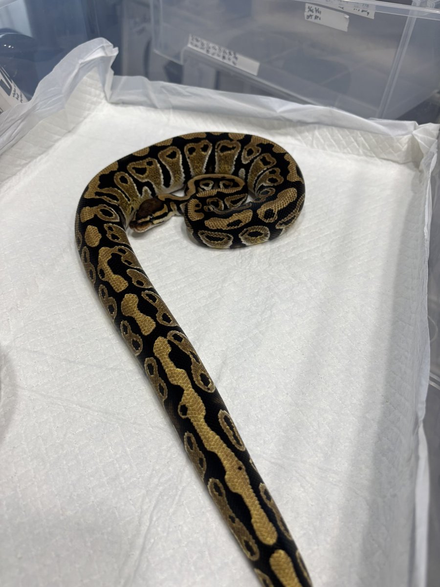 TomoPython's tweet image. こいつはブラウンアウトしないでどんどん明るくなってるような🤔
F Hurricane Het Clown
#ボールパイソン