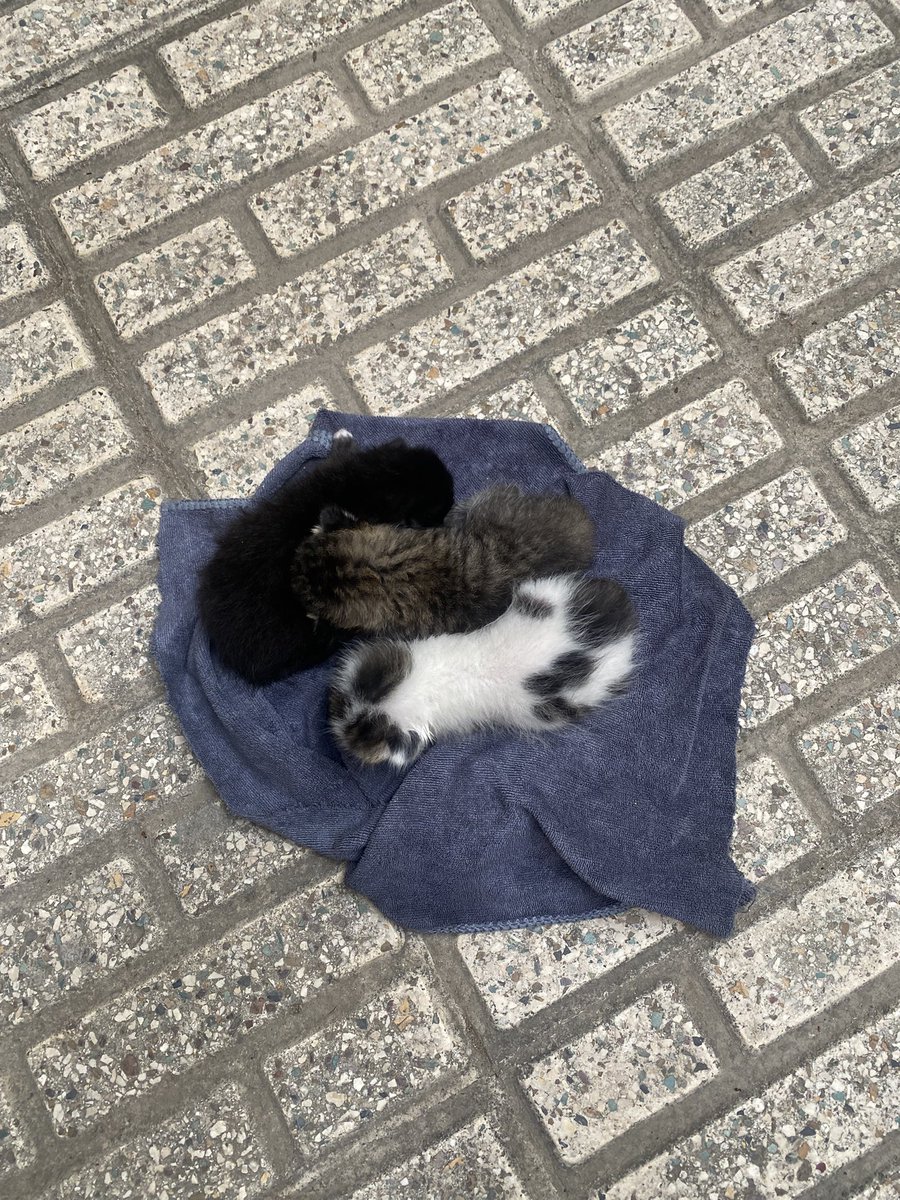 واگذاری سه تا نی نی تهران ،شریعتی
بچه ها ریت بزنید پلیزز😭
مامانشون نیومده هر چی صبر کردیم با سرنگ بهشون شیر دادم خودمم دو تا دارم نمیتونم این سه تارو ببرم تا اصفهان🥲
#واگذاری_گربه
#واگذاری