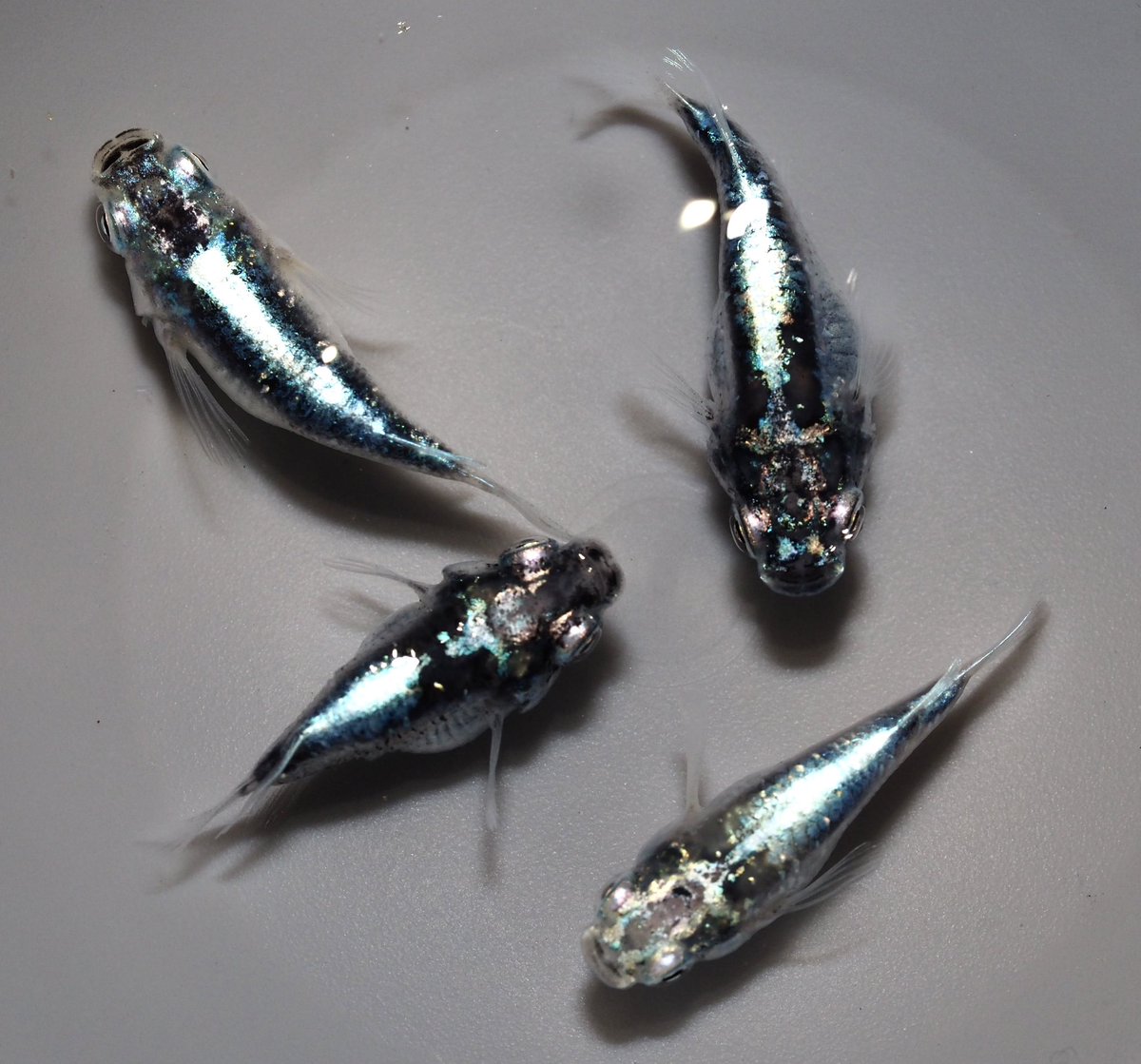 ヤフオク出品お願いします😊✨
黒百式ダルマいかがですか✨

#メダカ　#ヤフオク　

auctions.yahoo.co.jp/seller/7Vw7UNS…