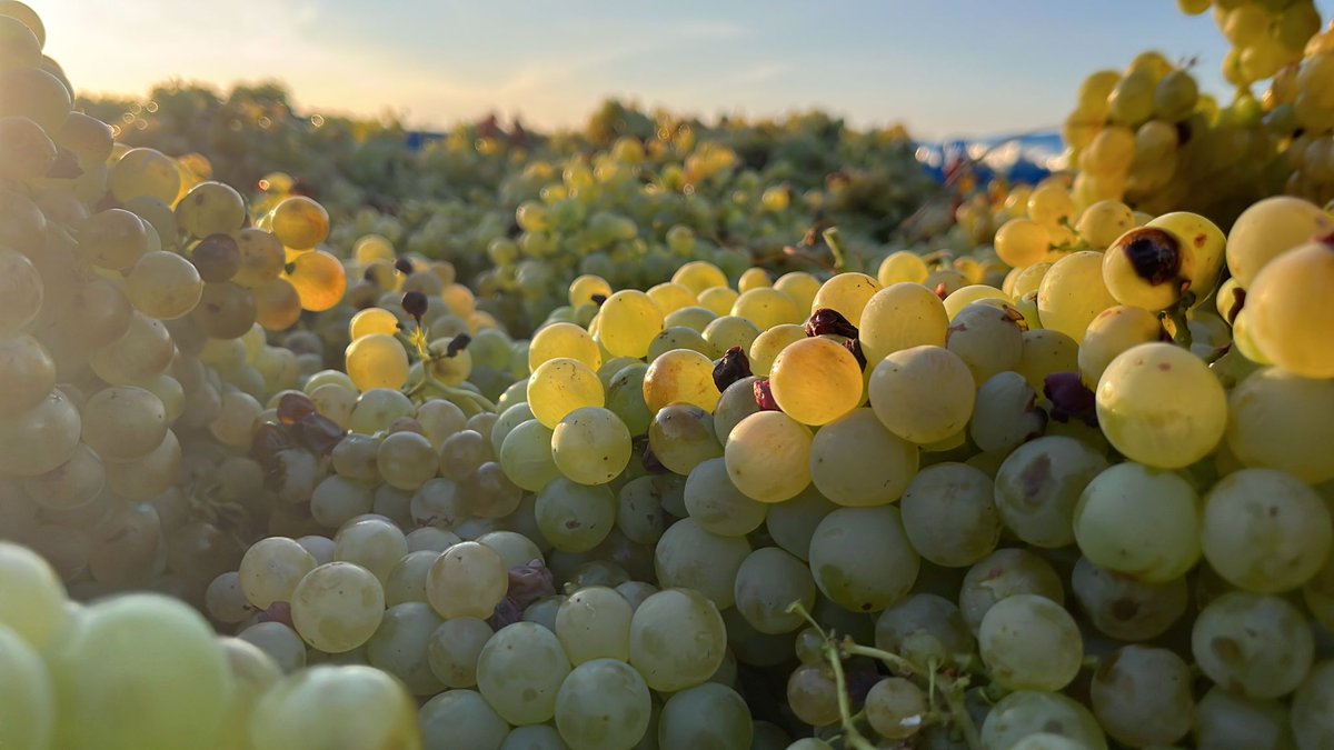 VALENCISO Rioja tweet media