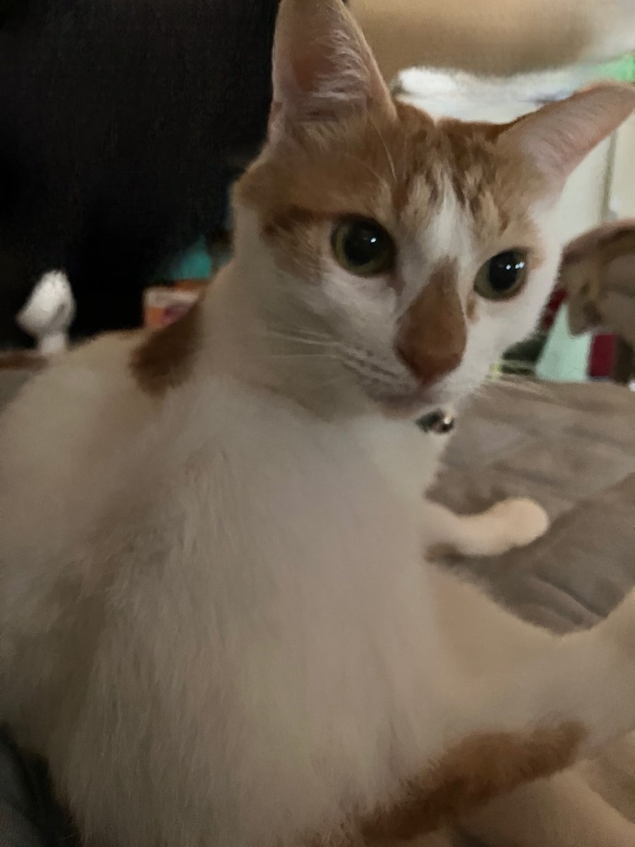 もも猫ページ ゆずもも (@cats_momoyuzu) / Posts / X