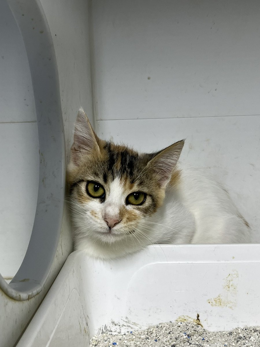 Bu kız klinik kafesinde kum kabının arkasına saklanmış ailesini bekliyor, çocikimin ailesi nerdesiniz🥹
İSTANBULLLL