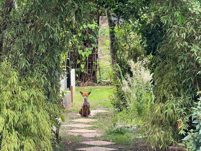 ChrisGPackham's tweet image. What a fox ! Thank you to @urbanponds101 for today&apos;s #FoxOfTheDay