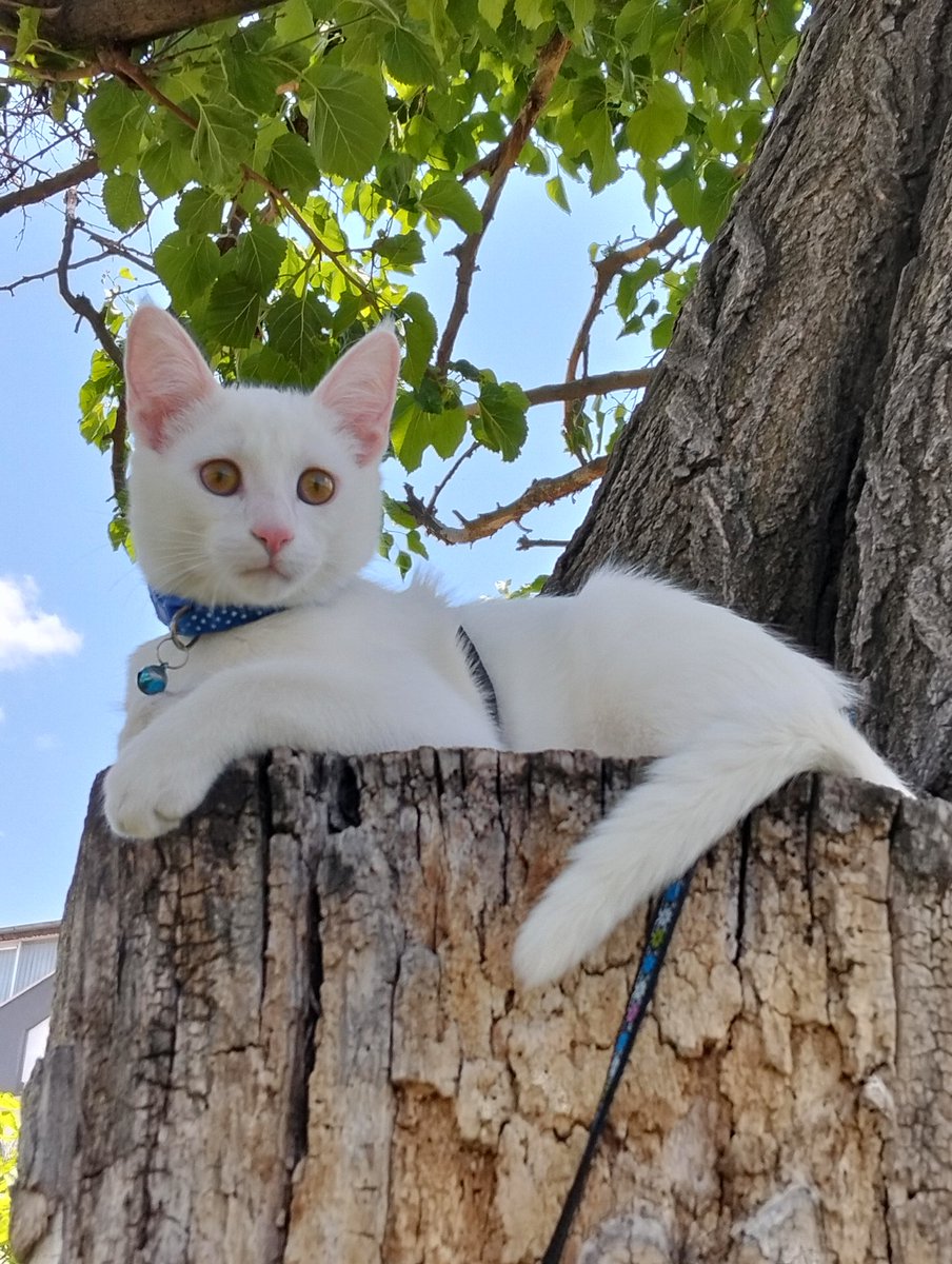 Fatih Ünal (@fatihu68496) on Twitter photo 