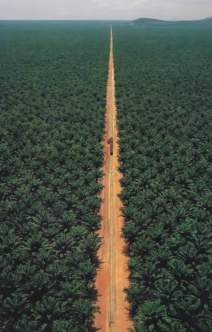 #المدينة_المنورة #تمور #عجوتك #نخلتك 

التمر ليس محصورًا على المسلمين فقط، بل هو غذاء عالمي يمكن لأي إنسان الاستفادة منه، سواء كان مسلمًا أو غير مسلم. 🌍

🍽️ التمر كغذاء صحي للجميع
•مغذٍ طبيعي: يحتوي على سكريات طبيعية، فيتامينات، معادن وألياف يحتاجها كل إنسان.
•سهل الهضم: مناسب