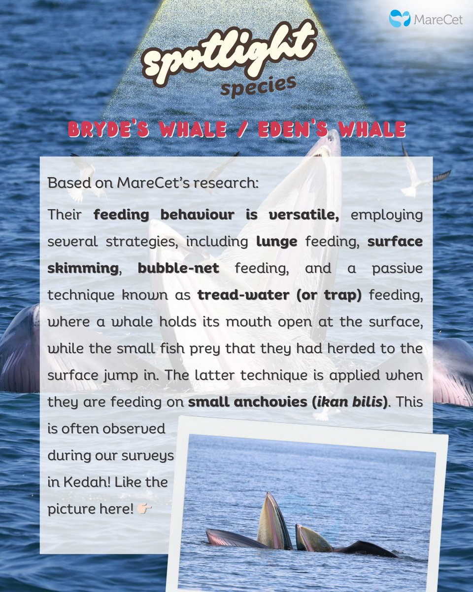 MareCet Research and Conservation tweet media