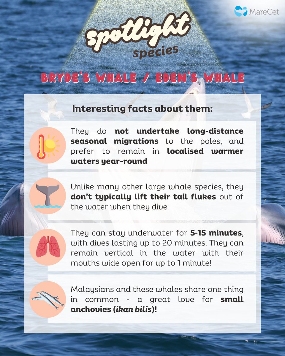 MareCet Research and Conservation tweet media