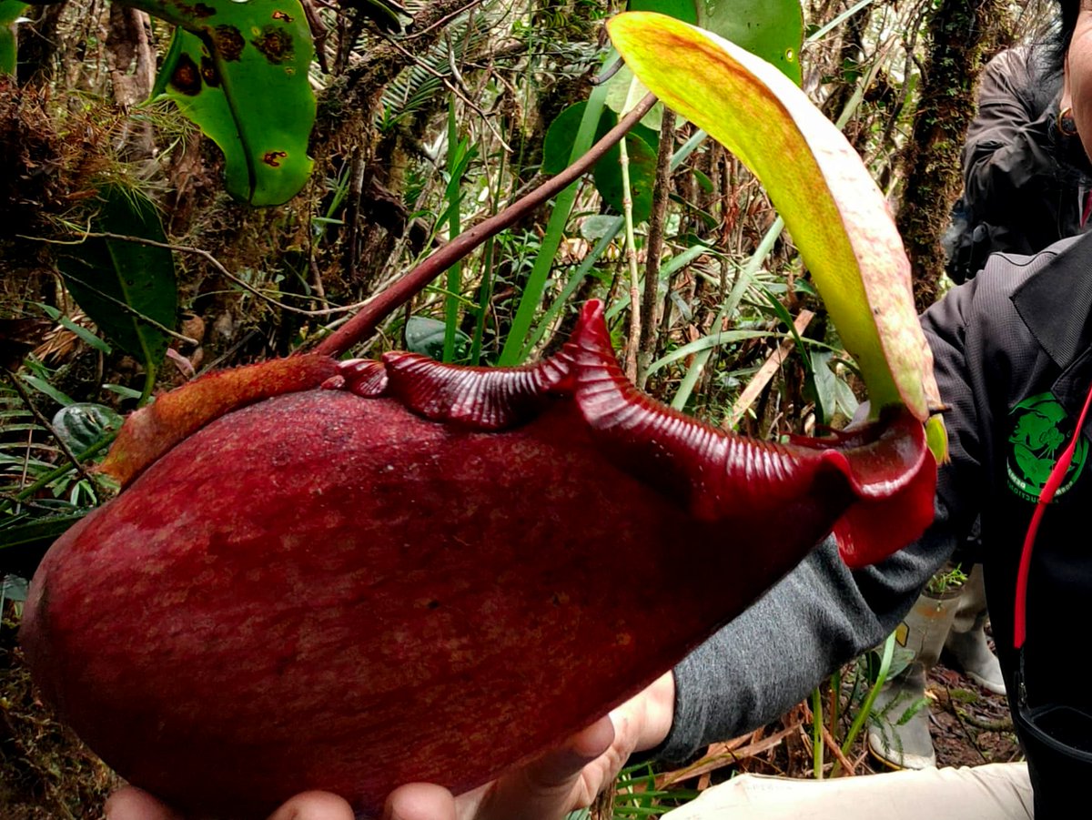 うーぱ (@upapapapapaaa) / Posts / X